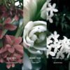 inspired by gucci s bloom retail price 108 inspired by gucci s bloom retail price 108 no 43 bloom 30827610013853 400014 890522
